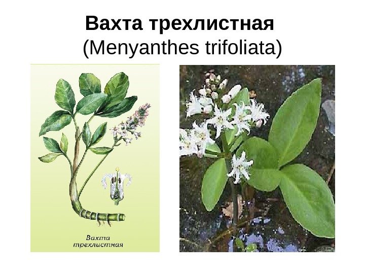 Вахта трехлистная  (Menyanthes trifoliata) 