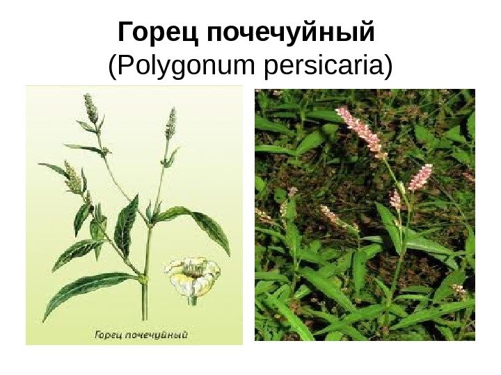 Горец почечуйный  (Polygonum persicaria) 