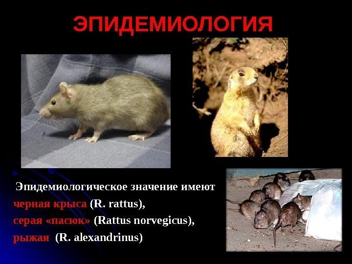  Эпидемиологическое значение имеют черная крыса (( RR. .  rattus ), ), серая
