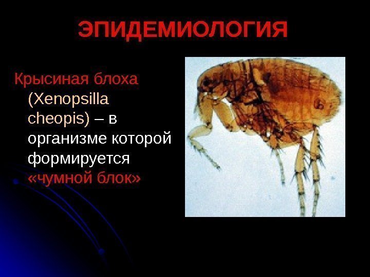   Крысиная блоха (Xenopsilla cheopis) – в организме которой формируется  «чумной блок»