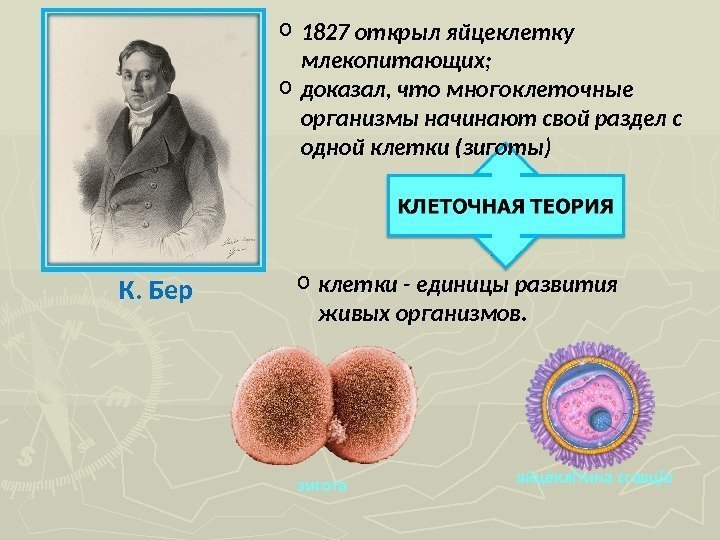 К. Бер o 1827 открыл яйцеклетку млекопитающих; o доказал, что многоклеточные организмы начинают свой