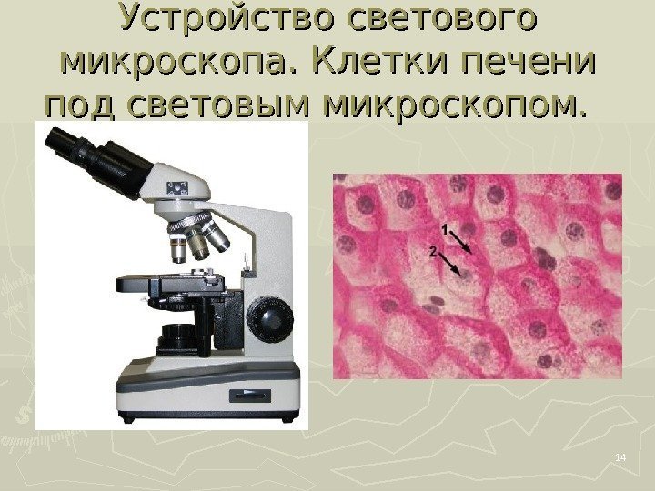 Устройство светового микроскопа. Клетки печени под световым микроскопом.  14 