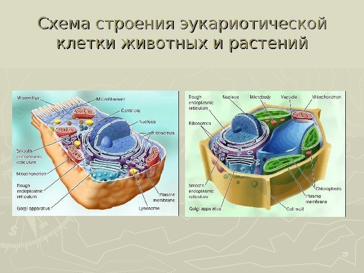 Схема строения эукариотической клетки животных и растений 23 