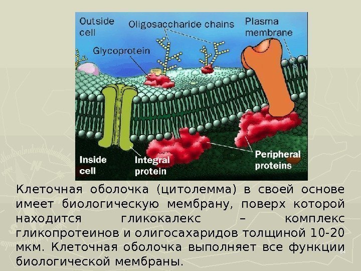54 Клеточная оболочка (цитолемма) в своей основе имеет биологическую мембрану,  поверх которой находится