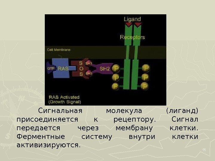 56 Сигнальная молекула (лиганд) присоединяется к рецептору.  Сигнал передается через мембрану клетки. 