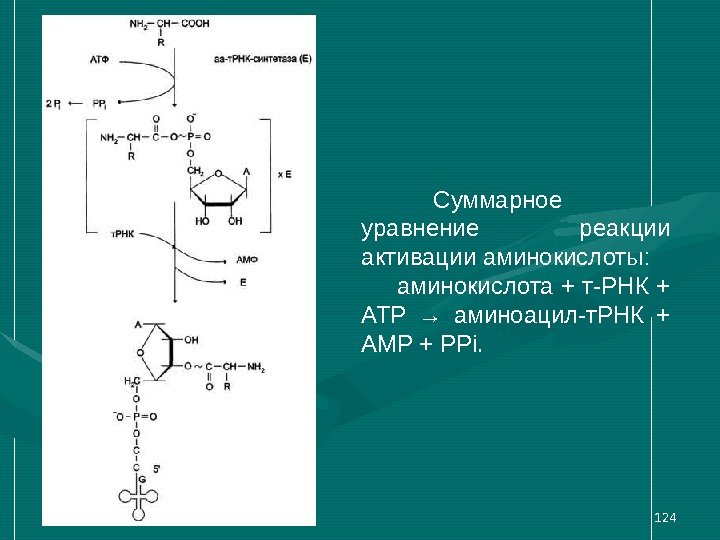 124 Суммарное уравнение реакции активации аминокислоты: аминокислота + т-РНК + ATP → аминоацил-т. РНК