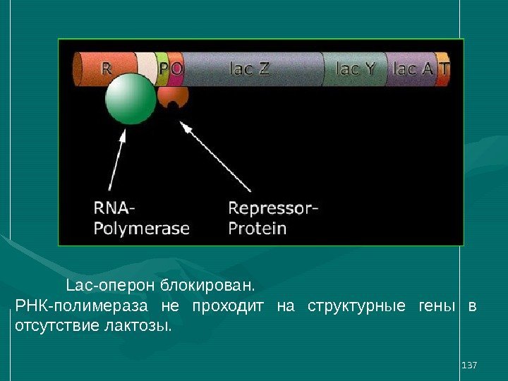 137 Lac-оперон блокирован.  РНК-полимераза не проходит на структурные гены в отсутствие лактозы. 