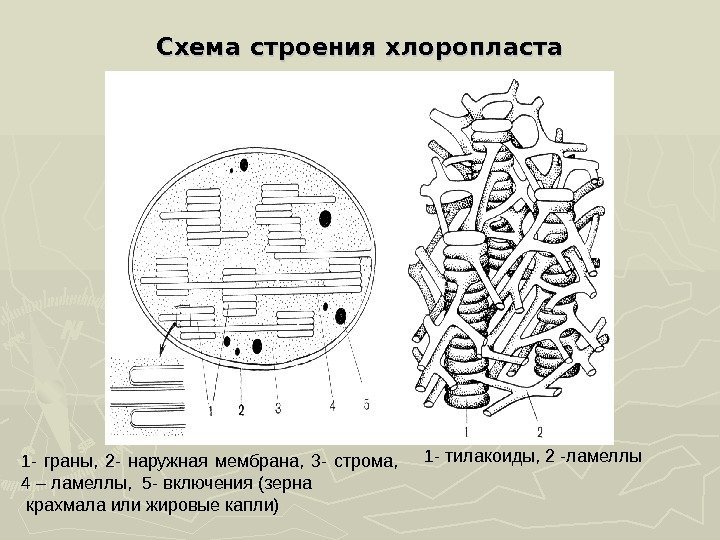 Схема строения хлоропласта 1 - граны,  2 - наружная мембрана,  3 -