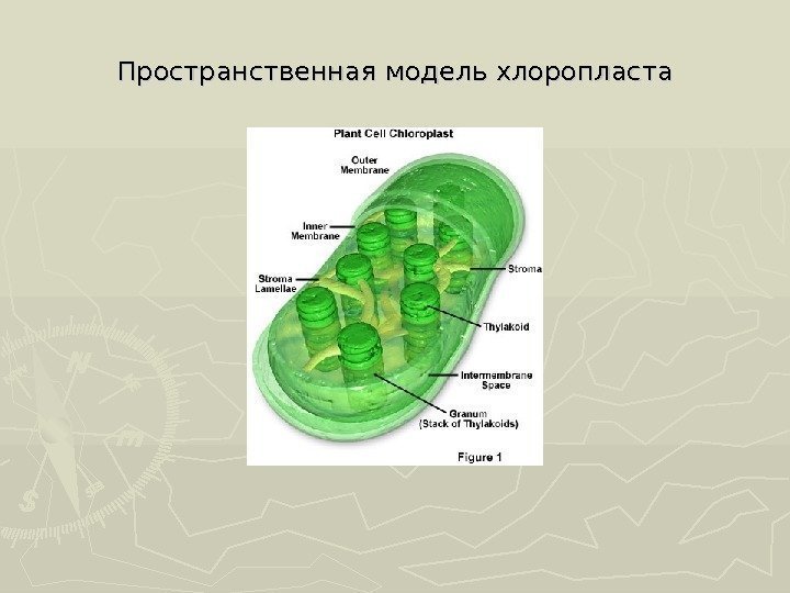 Пространственная модель хлоропласта 