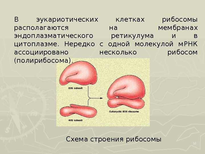 33 Схема строения рибосомы В эукариотических клетках рибосомы располагаются на мембранах эндоплазматического ретикулума и