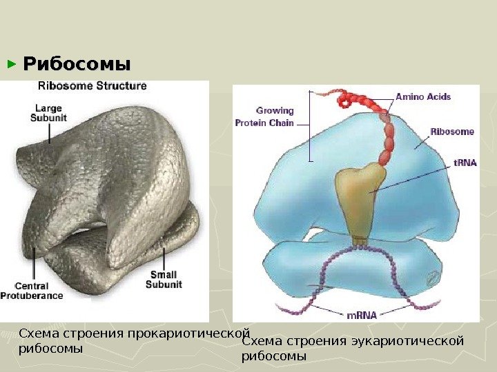 ► Рибосомы Схема строения прокариотической рибосомы Схема строения эукариотической рибосомы 