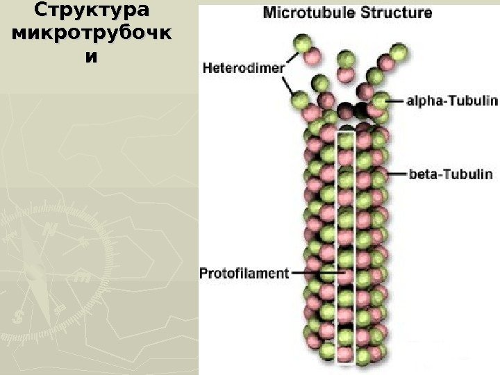 Структура микротрубочк ии 