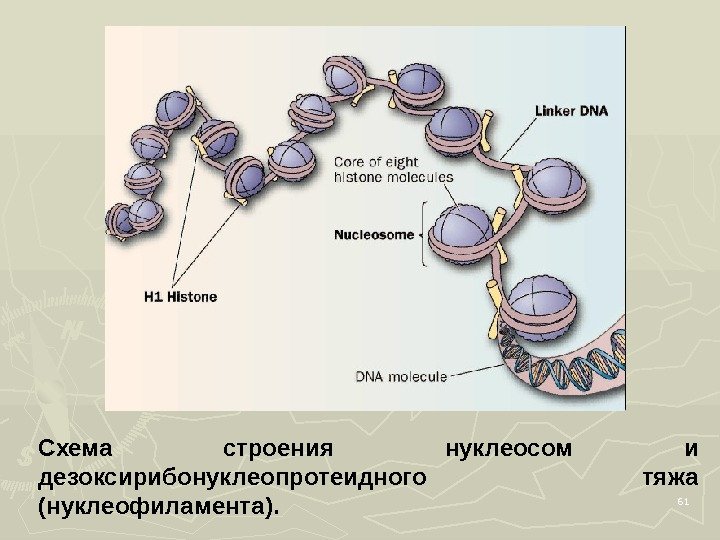 61 Схема строения нуклеосом и дезоксирибонуклеопротеидного тяжа (нуклеофиламента). 