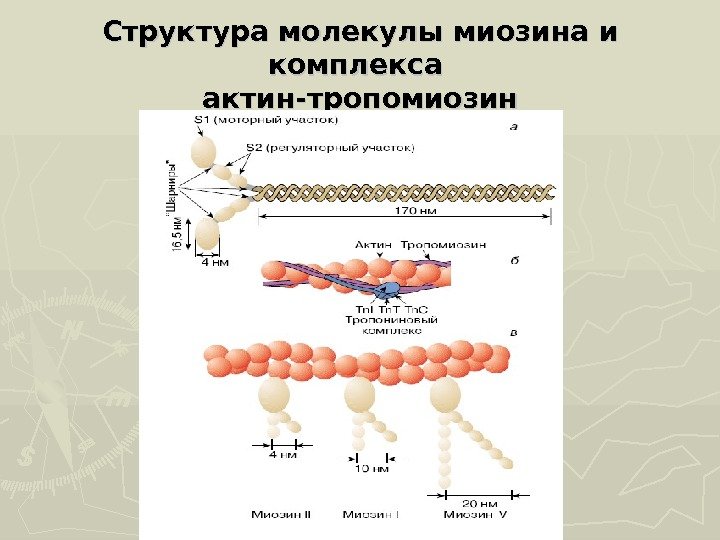 Структура молекулы миозина и комплекса актин-тропомиозин 