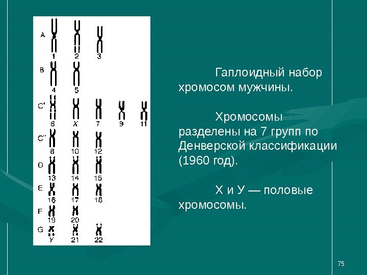 75 Гаплоидный набор хромосом мужчины. Хромосомы разделены на 7 групп по Денверской классификации (1960