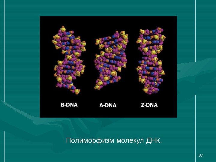 87 Полиморфизм молекул ДНК.  
