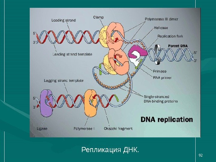 92 Репликация ДНК.  
