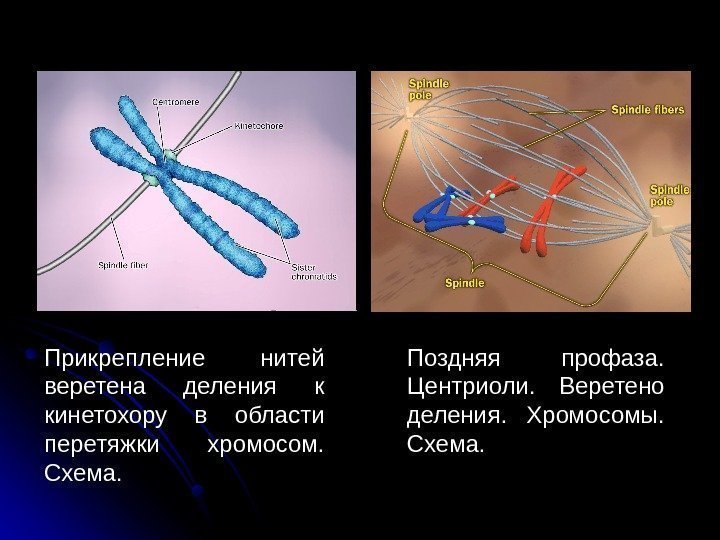  18 Прикрепление нитей веретена деления к кинетохору в области перетяжки хромосом.  Схема.