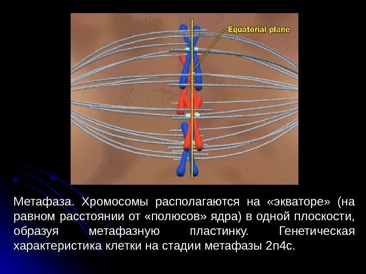  19 Метафаза.  Хромосомы располагаются на  «экваторе»  (на равном расстоянии от