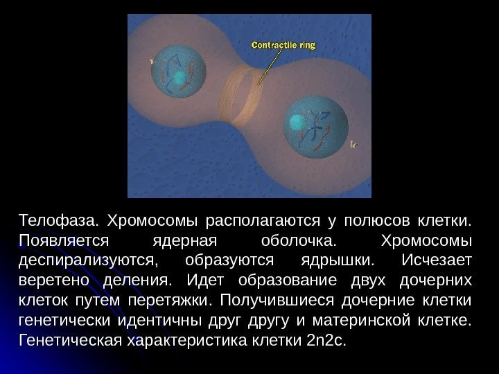  21 Телофаза.  Хромосомы располагаются у полюсов клетки.  Появляется ядерная оболочка. 
