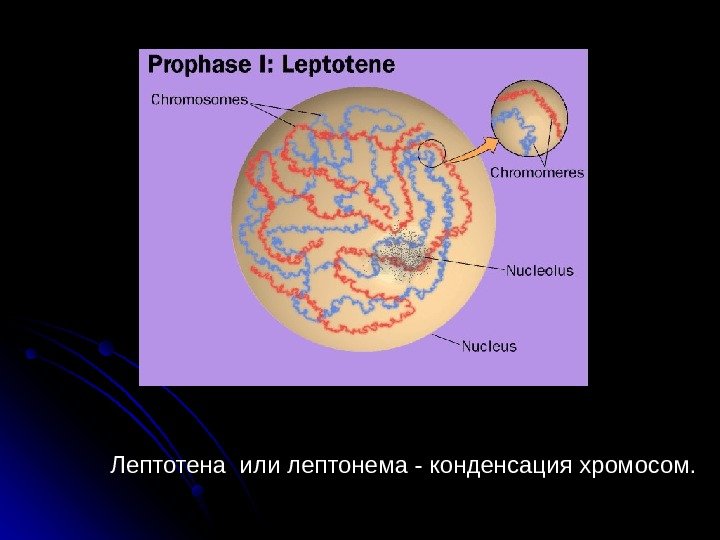  42 Лептотена или лептонема - конденсация хромосом. 