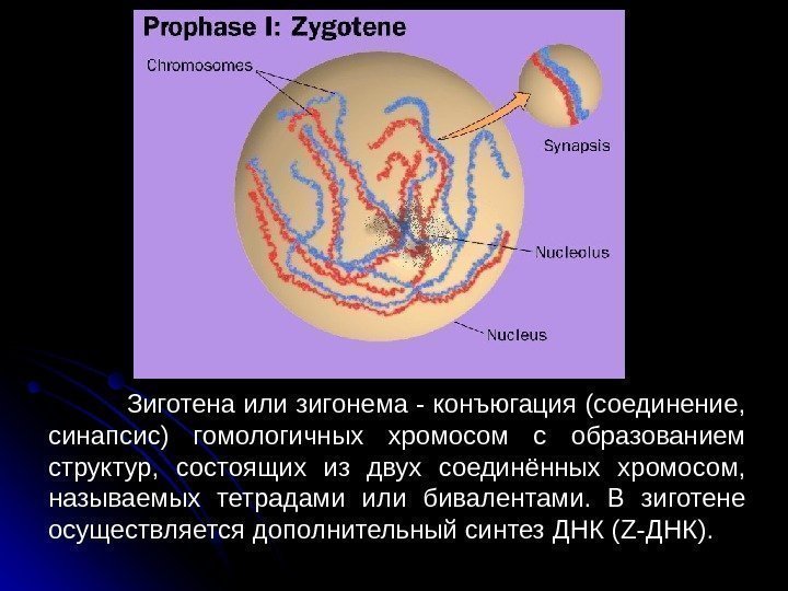  43 Зиготена или зигонема - конъюгация (соединение,  синапсис) гомологичных хромосом с образованием