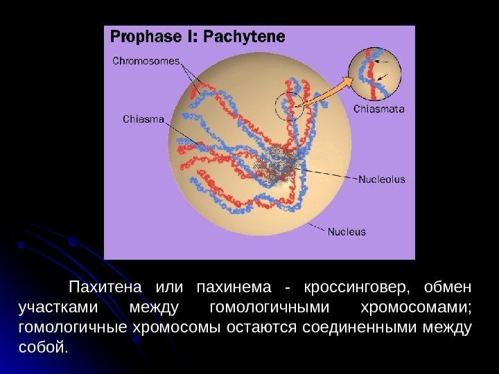  45 Пахитена или пахинема - кроссинговер,  обмен участками между гомологичными хромосомами; 