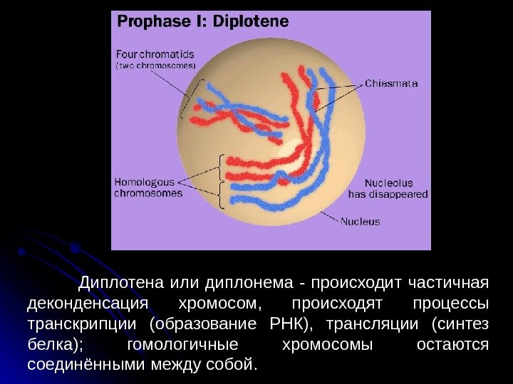  47 Диплотена или диплонема - происходит частичная деконденсация хромосом,  происходят процессы транскрипции