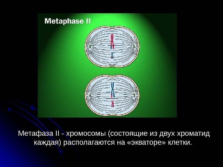  54 Метафаза II - хромосомы (состоящие из двух хроматид каждая) располагаются на «экваторе»
