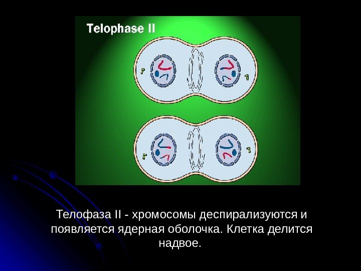  58 Телофаза II - хромосомы деспирализуются и появляется ядерная оболочка. Клетка делится надвое.