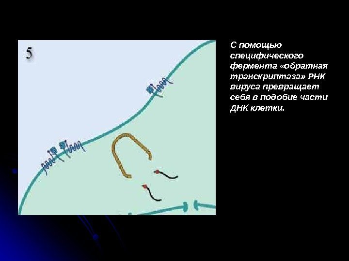 Фермент обратная транскриптаза. Обратная транскриптаза вируса. Функции обратной транскриптазы вируса. Фермент ревертаза.