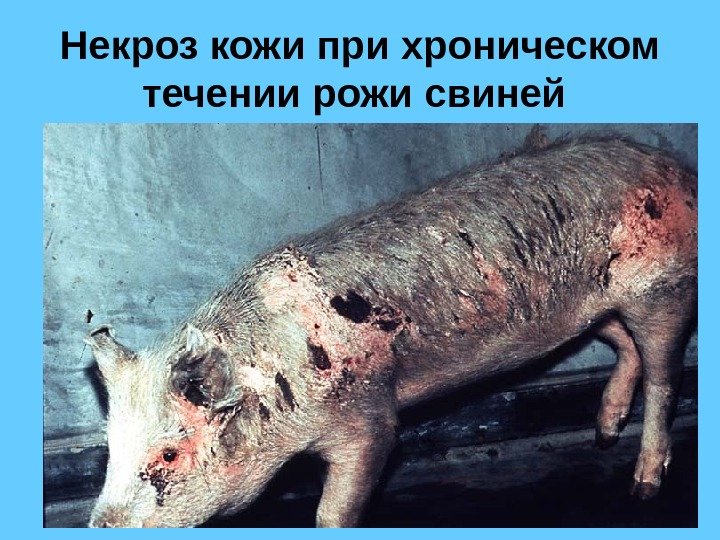 Некроз кожи при хроническом течении рожи свиней  