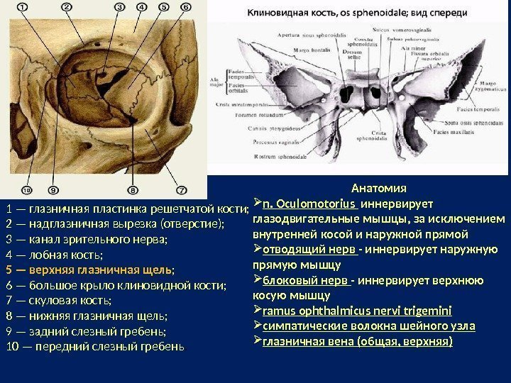 Анатомия n. Oculomotorius  иннервирует глазодвигательные мышцы, за исключением внутренней косой и наружной прямой