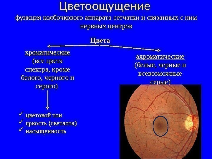 Цветоощущение функция колбочкового аппарата сетчатки и связанных с ним нервных центров цветовой тон яркость