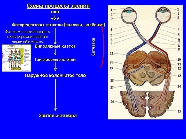 Схема процесса зрения свет Фоторецепторы сетчатки (палочки, колбочки) Фотохимический процесс трансформации света в нервный