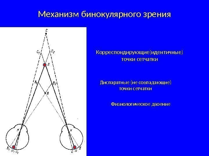 Механизм бинокулярного зрения Корреспондирующие(идентичные) точки сетчатки Диспаратные (не совпадающие) точки сетчатки Физиологическое двоение 