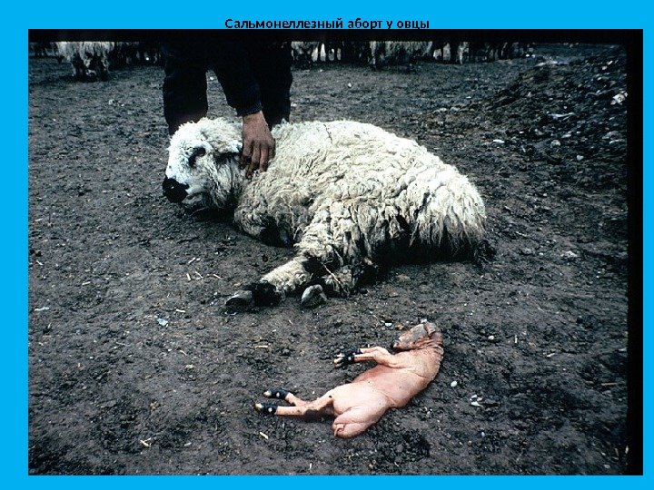 Сальмонеллезный аборт у овцы 