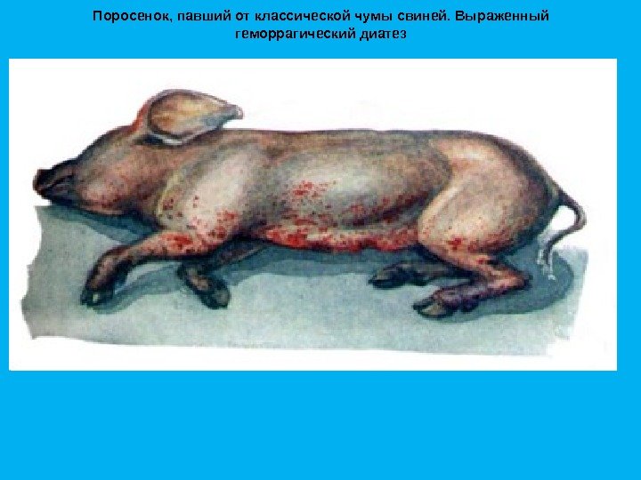 Поросенок, павший от классической чумы свиней. Выраженный геморрагический диатез 