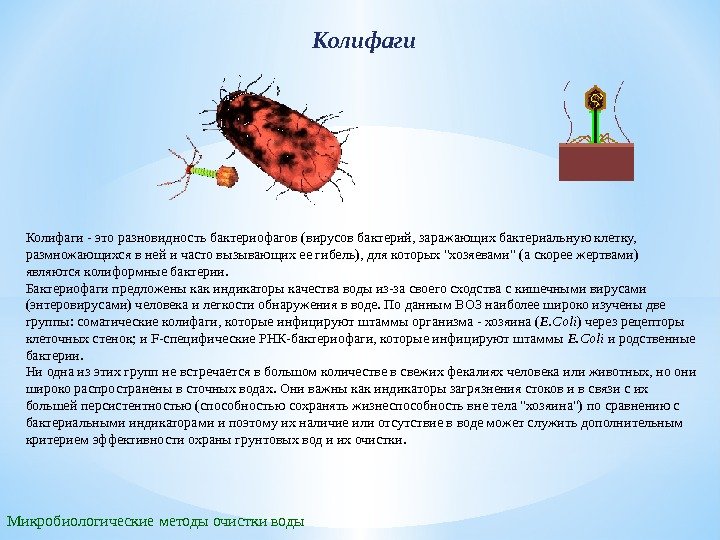 Колифаги Микробиологические методы очистки воды Колифаги - это разновидность бактериофагов (вирусов бактерий, заражающих бактериальную