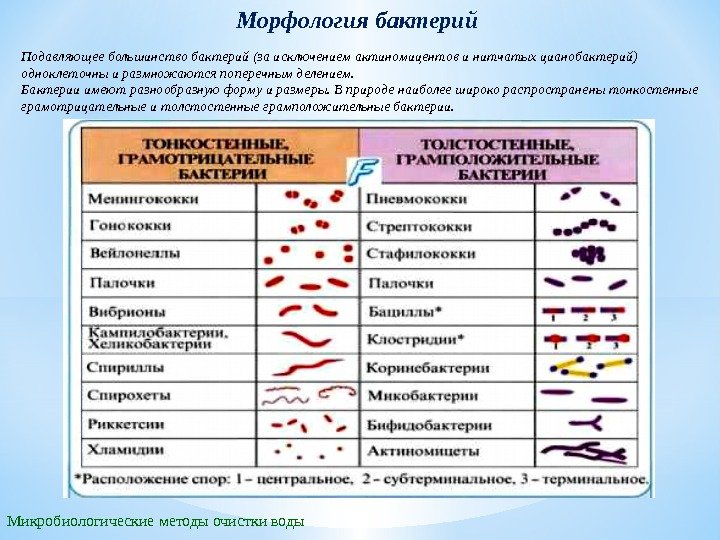 Морфология бактерий Подавляющее большинство бактерий (за исключением актиномицентов и нитчатых цианобактерий) одноклеточны и размножаются