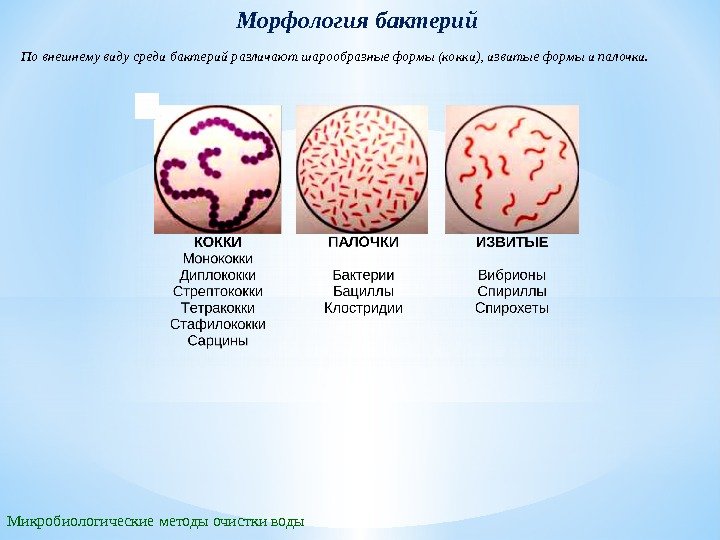 Морфология бактерий По внешнему виду среди бактерий различают шарообразные формы (кокки), извитые формы и