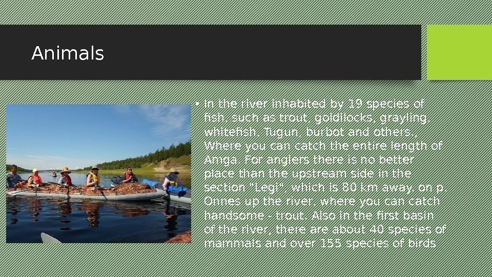 Animals • In the river inhabited by 19 species of fish, such as trout,