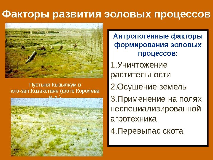 Факторы развития эоловых процессов Пустыня Кызылкум в юго-зап. Казахстане (фото Королева В. А. )