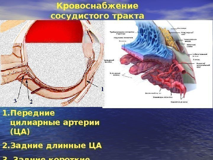 Кровоснабжение сосудистого тракта 1. Передние цилиарные артерии (ЦА) 2. Задние длинные ЦА 3. Задние