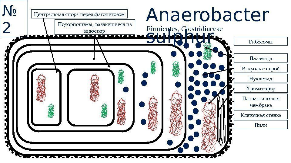 Anaerobacter sulphur. Центральная спора перед фагоцитозом Подорганизмы, развившиеся из эндоспор Рибосомы Нуклеоид Хроматофор Плазматическая