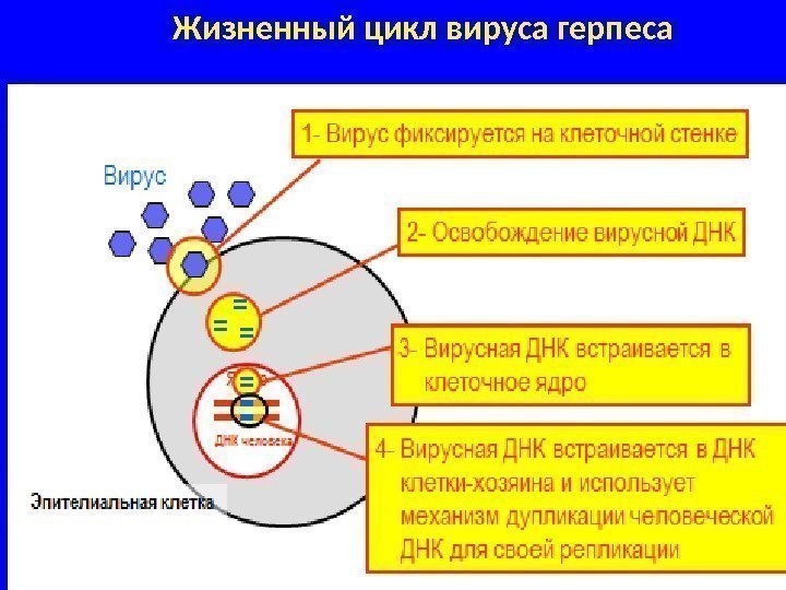 Последовательность жизненного цикла вирусов. Схема жизненного цикла вирусов на примере вируса герпеса. Механизм размножения вируса герпеса. Механизм размножения герпесвируса. Герпесвирусы жизненный цикл.