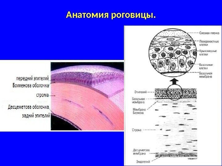 Слои роговицы схема