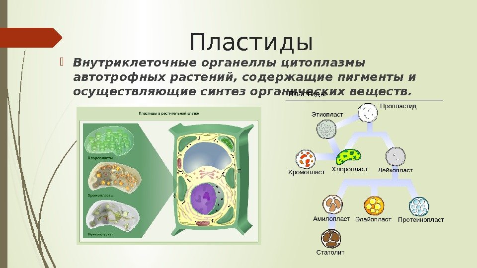   Пластиды Внутриклеточные органеллы цитоплазмы автотрофных растений, содержащие пигменты и осуществляющие синтез органических