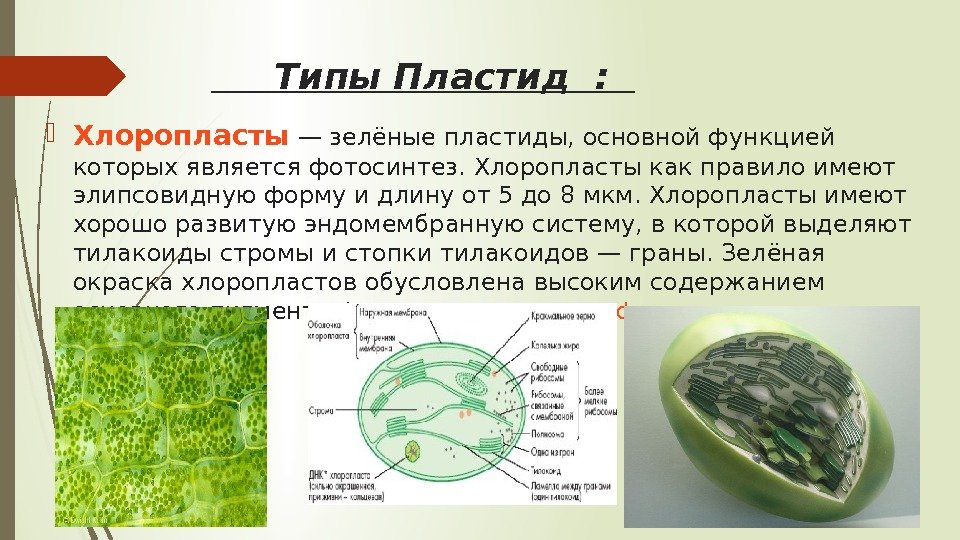  Типы Пластид : Хлоропласты — зелёные пластиды, основной функцией которых является фотосинтез. Хлоропласты
