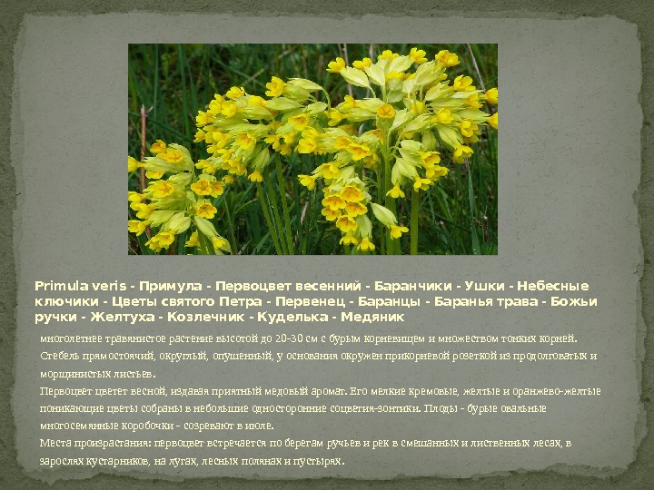 Primula veris - Примула - Первоцвет весенний - Баранчики - Ушки - Небесные ключики